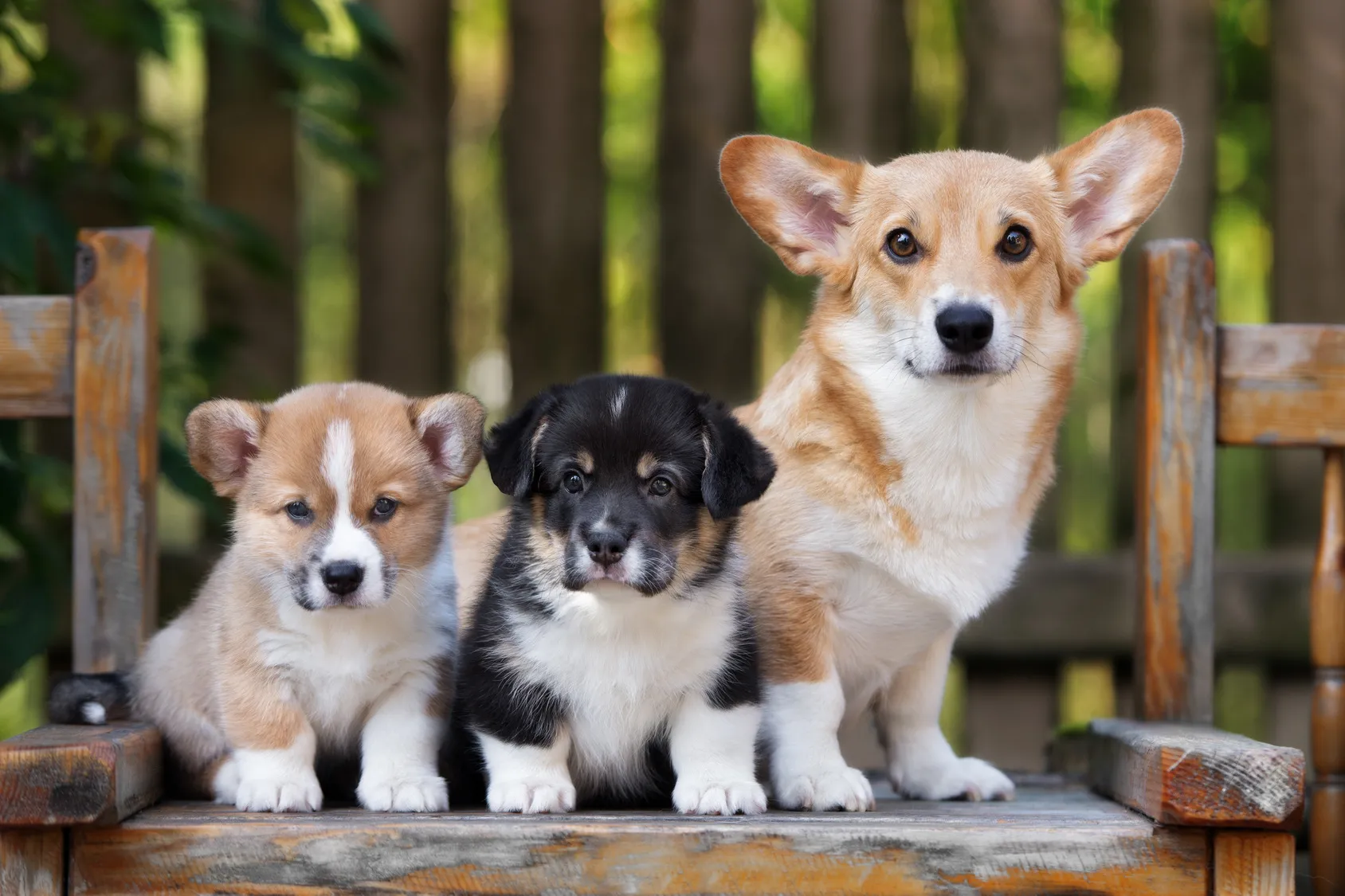 Trei pui de corgi unul lângă altul, doi mici unul deschis la culoare si unul închis la culoare si un pui mai mare cu urechi clăpăuge si blana deschisa la culoare. Toți se uita spre camera