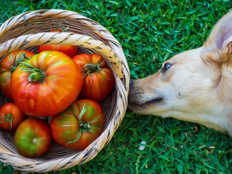 Coș de răchită cu roșii inimă de bou și un câine care îl adulmecă