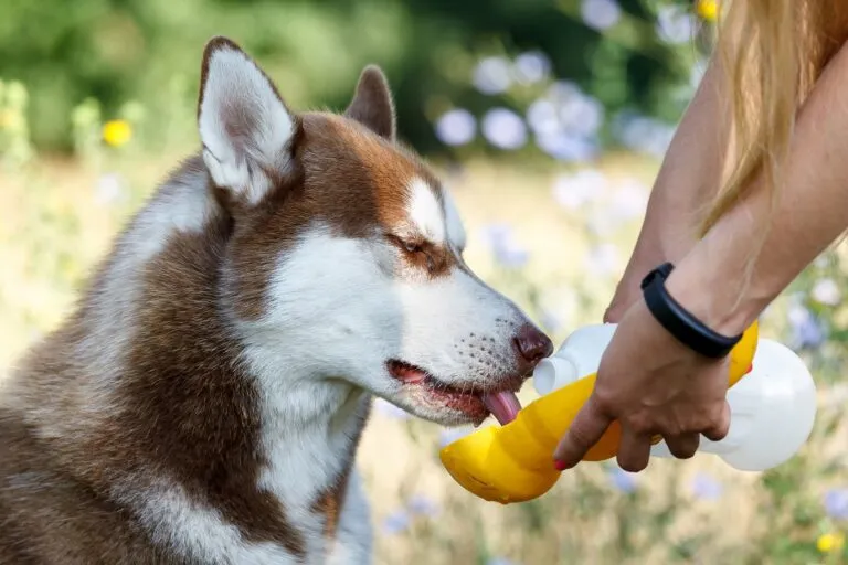 Husky siberian maro cu alb bea apă de dintr-o formă din plastic galbenă din mâinile stăpânului in parc. poză din profil.