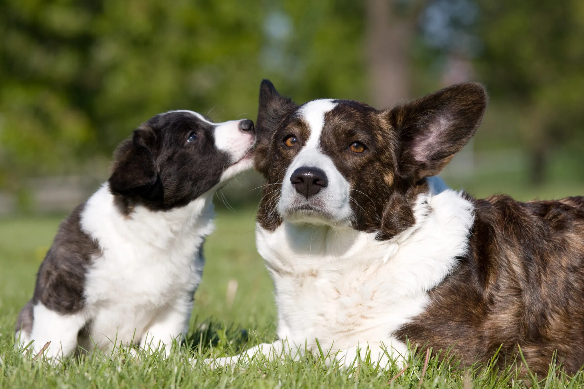 Corgi cardigan adult langa un alt pui de câine, stau întinși pe iarbă